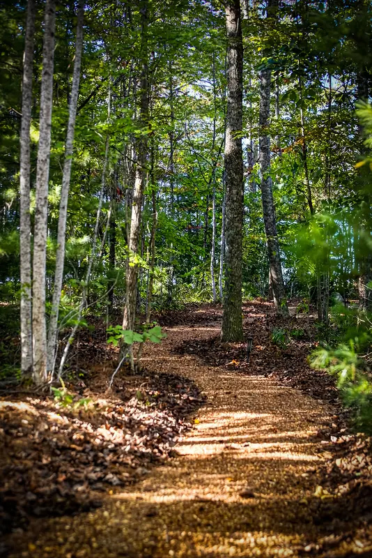 A sun-dappled trail through the surrounding woods